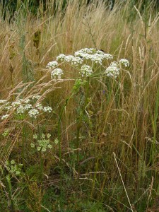 -peucedanum_oreoselinum-cely1.jpg