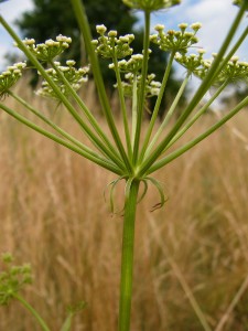 -peucedanum_oreoselinum1.jpg