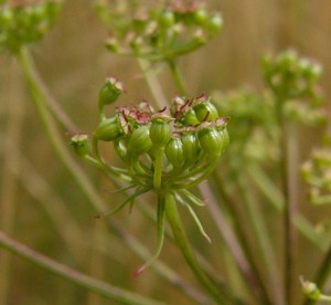 -peucedanum_oreoselinum-detail1.jpg