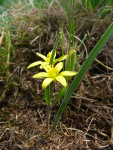 -gagea_pusilla-cely1.jpg
