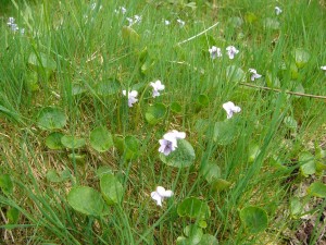 -viola_palustris-porost.jpg