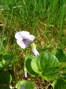 -viola_palustris-cela1.jpg