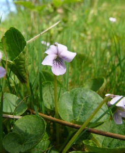 -viola_palustris-detail1.jpg