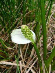 calla_palustris-kvet.jpg