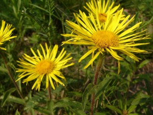 -inula_hirta-cely1.jpg