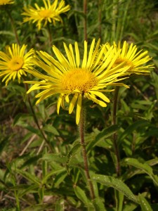 -inula_hirta1.jpg