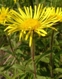 -inula_hirta-detail1.jpg