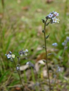 -myosotis_discolor-cela1.jpg