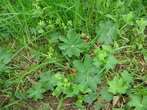 -alchemilla_subcrenata-porost.jpg
