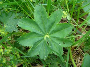 -alchemilla_subcrenata-list.jpg