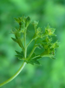 -alchemilla_subcrenata-detail1.jpg