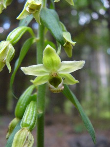 -epipactis_greuteri-kveto.jpg